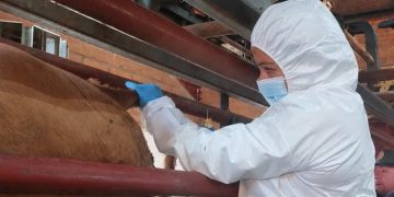 Francia confirma el primer caso humano en el mundo del virus Shamonda tras fallecimiento del paciente