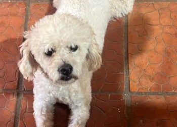Tres años de cárcel para un hombre que mató a un perro tras pedido de dinero