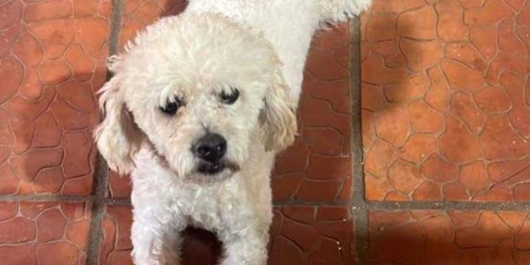 Tres años de cárcel para un hombre que mató a un perro tras pedido de dinero