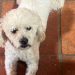 Tres años de cárcel para un hombre que mató a un perro tras pedido de dinero