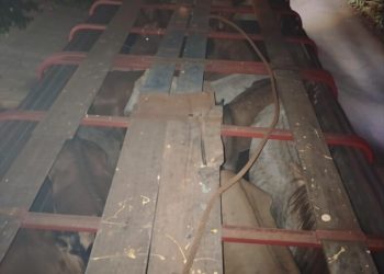 Interceptan camión con caballos en deplorable estado físico