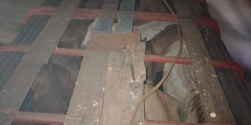 Interceptan camión con caballos en deplorable estado físico