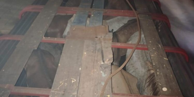 Interceptan camión con caballos en deplorable estado físico