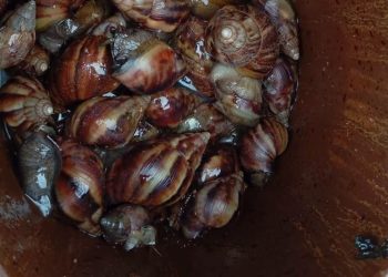 Preocupación en Capiibary por una invasión de presuntos caracoles africanos tras las lluvias