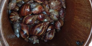 Preocupación en Capiibary por una invasión de presuntos caracoles africanos tras las lluvias