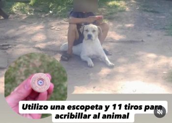 «Polar», perro de terapia de un niño con autismo, fue asesinado a tiros
