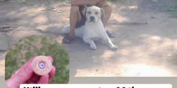 «Polar», perro de terapia de un niño con autismo, fue asesinado a tiros