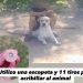 «Polar», perro de terapia de un niño con autismo, fue asesinado a tiros
