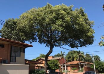 Municipalidad de Asunción interviene tras tala no autorizada de árboles por parte de la ANDE