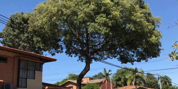 Municipalidad de Asunción interviene tras tala no autorizada de árboles por parte de la ANDE