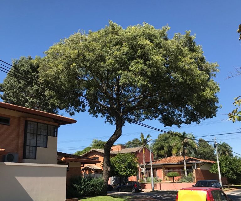 Imagen de la cobertura: Municipalidad de Asunción interviene tras tala no autorizada de árboles por parte de la ANDE