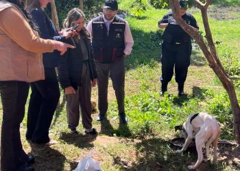 Fiscalía rescata a una cachorra encadenada en Misiones e investiga a su dueño por maltrato