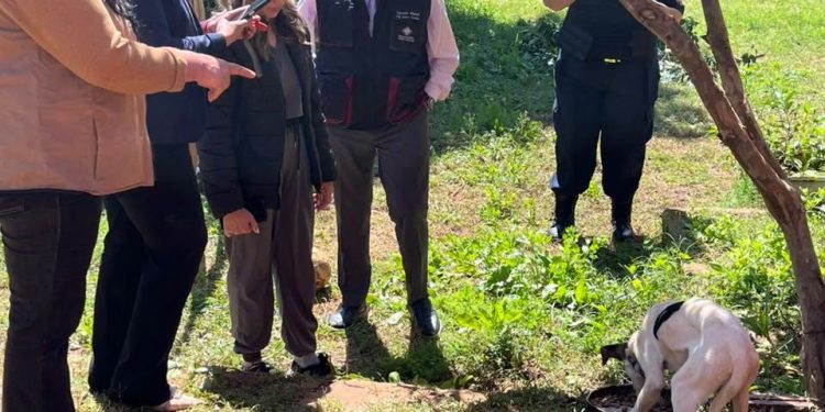 Fiscalía rescata a una cachorra encadenada en Misiones e investiga a su dueño por maltrato