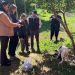 Fiscalía rescata a una cachorra encadenada en Misiones e investiga a su dueño por maltrato