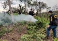 Allanan inmueble y destruyen cinco hectáreas de marihuana en Caaguazú