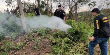Allanan inmueble y destruyen cinco hectáreas de marihuana en Caaguazú