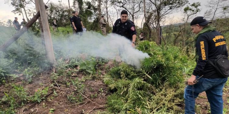 Allanan inmueble y destruyen cinco hectáreas de marihuana en Caaguazú