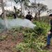 Allanan inmueble y destruyen cinco hectáreas de marihuana en Caaguazú