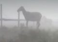 Defensa animal interviene en caso de caballos expuestos a fuerte temporal