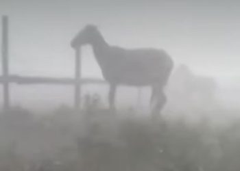 Defensa animal interviene en caso de caballos expuestos a fuerte temporal
