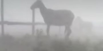 Defensa animal interviene en caso de caballos expuestos a fuerte temporal