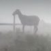 Defensa animal interviene en caso de caballos expuestos a fuerte temporal